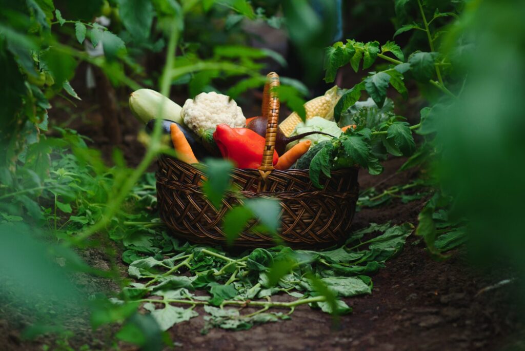 The Best Organic Fertilisers for Vegetable Gardens (Complete Guide)
